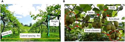 Design and experimentation of multi-fruit envelope-cutting kiwifruit picking robot